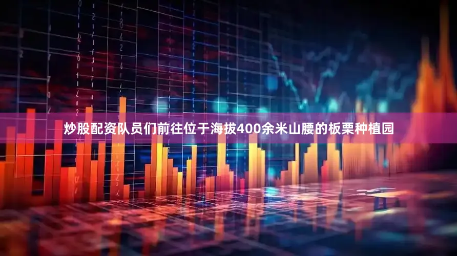炒股配资队员们前往位于海拔400余米山腰的板栗种植园